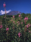 富士山画像作品