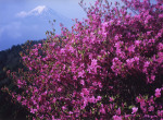 富士山画像作品
