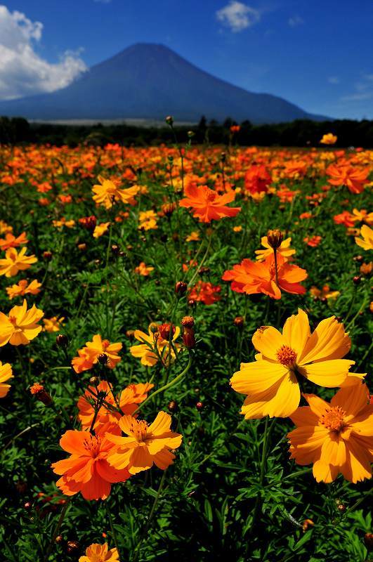 富士山画像作品