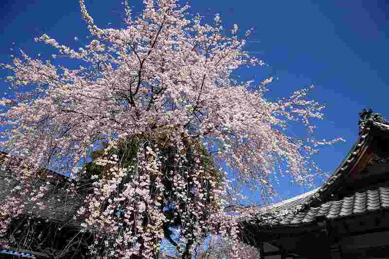 富士山周辺風景