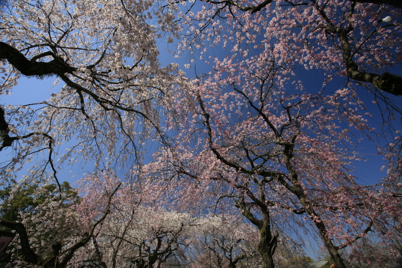 富士山周辺風景