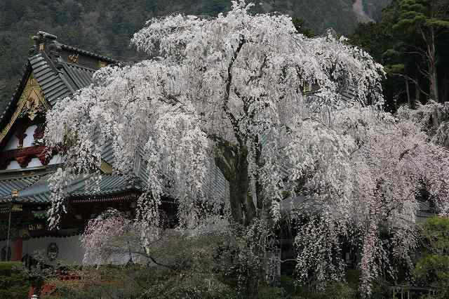 富士山周辺風景