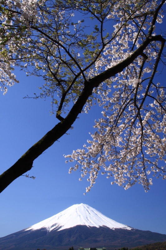 富士山画像記録