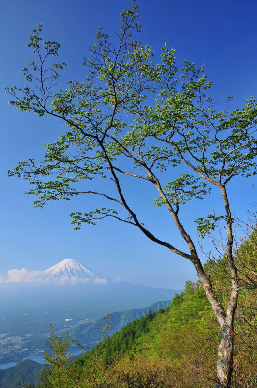 富士山画像作品