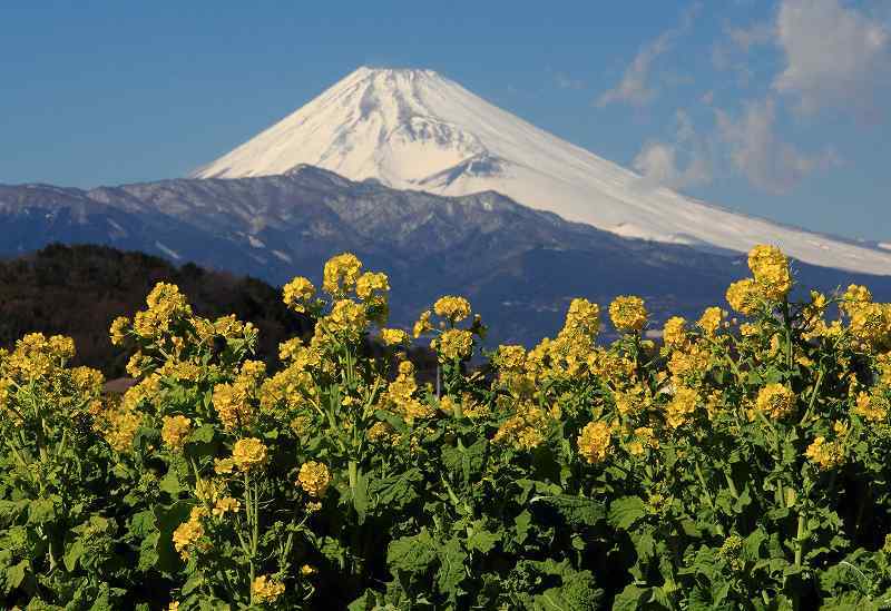 富士山画像記録