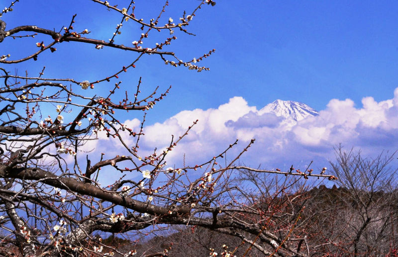 富士山画像作品