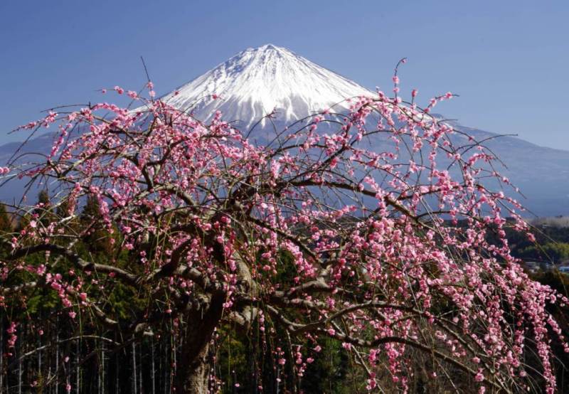 富士山画像作品