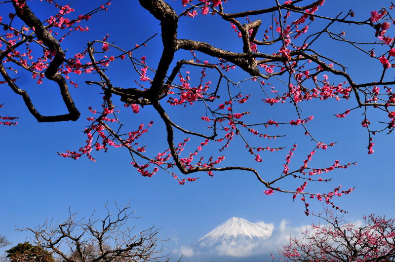 富士山画像作品