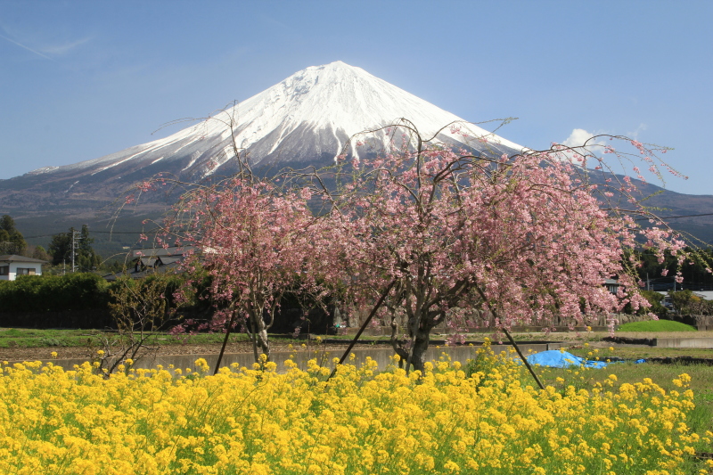 富士山画像記録