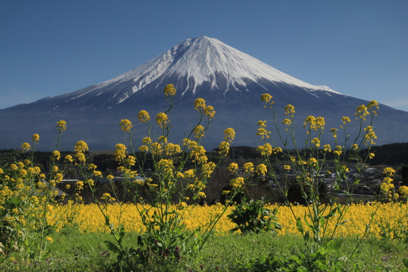 富士山画像記録