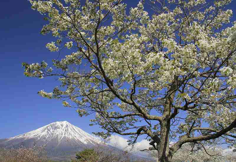 富士山画像記録