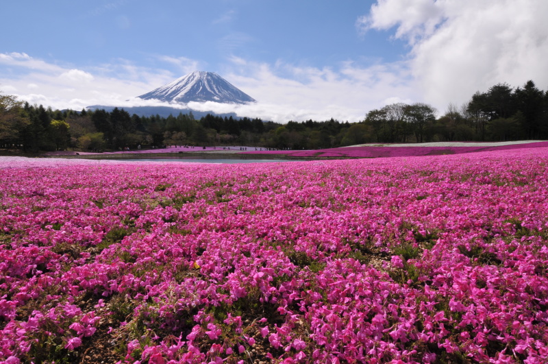 富士山投稿画像 芝桜
