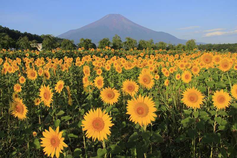 富士山画像記録