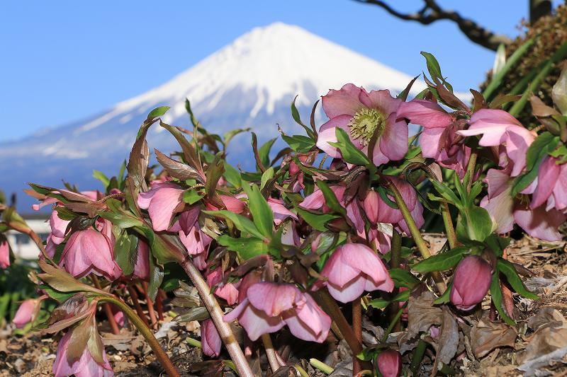 富士山画像記録