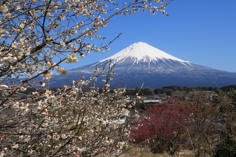 富士山画像記録