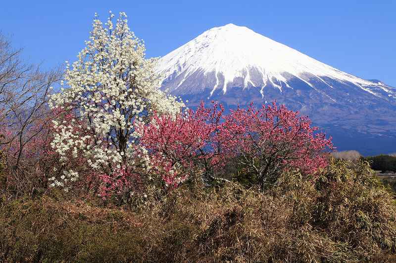 富士山画像記録