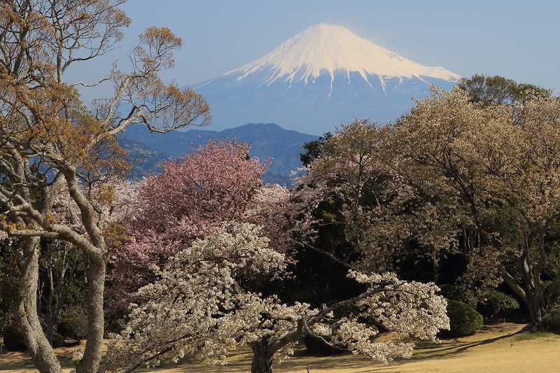 富士山画像記録