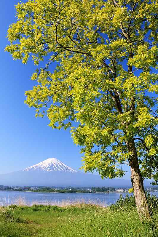 富士山画像記録
