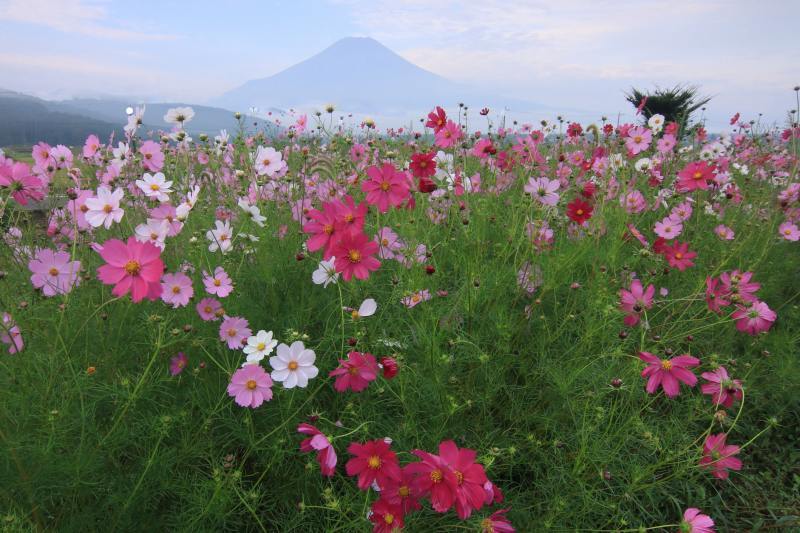 富士山画像記録