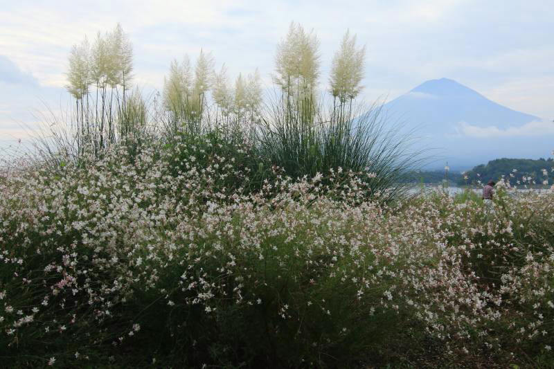 富士山画像記録