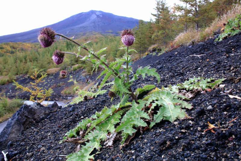 富士山画像記録