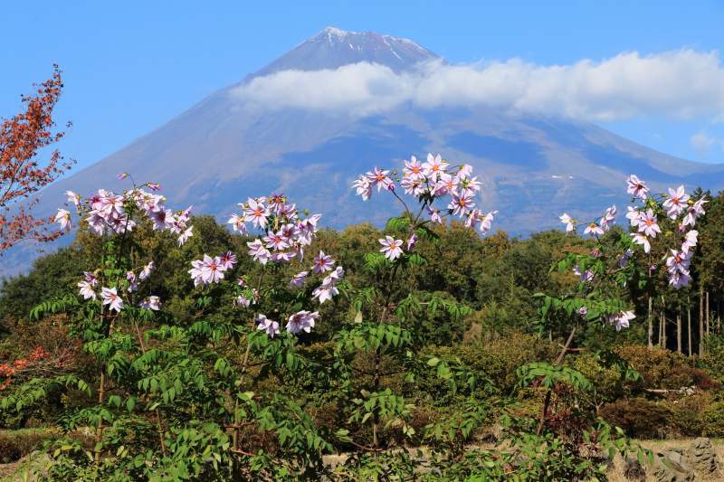富士山画像記録