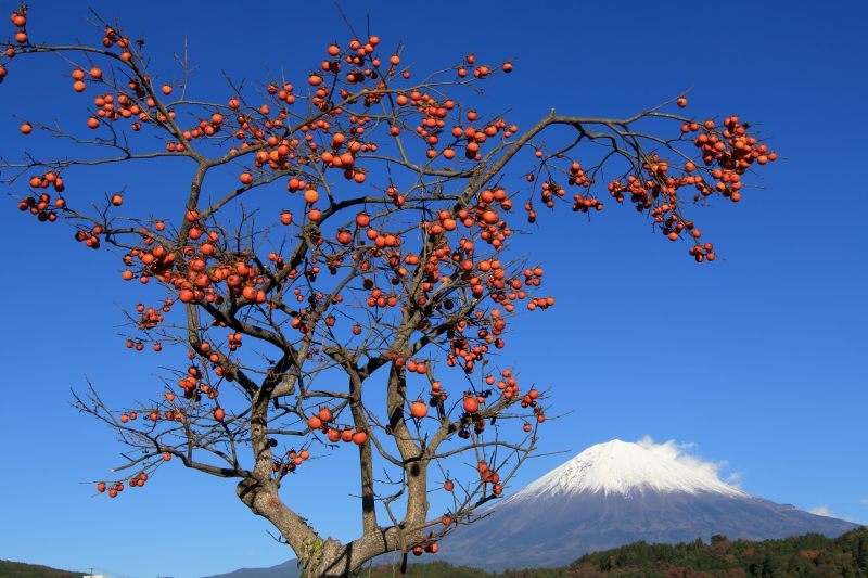 富士山画像記録