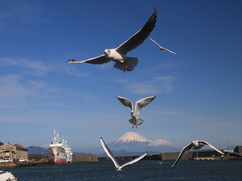 富士山画像記録