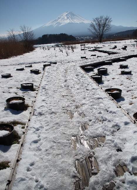富士山画像作品