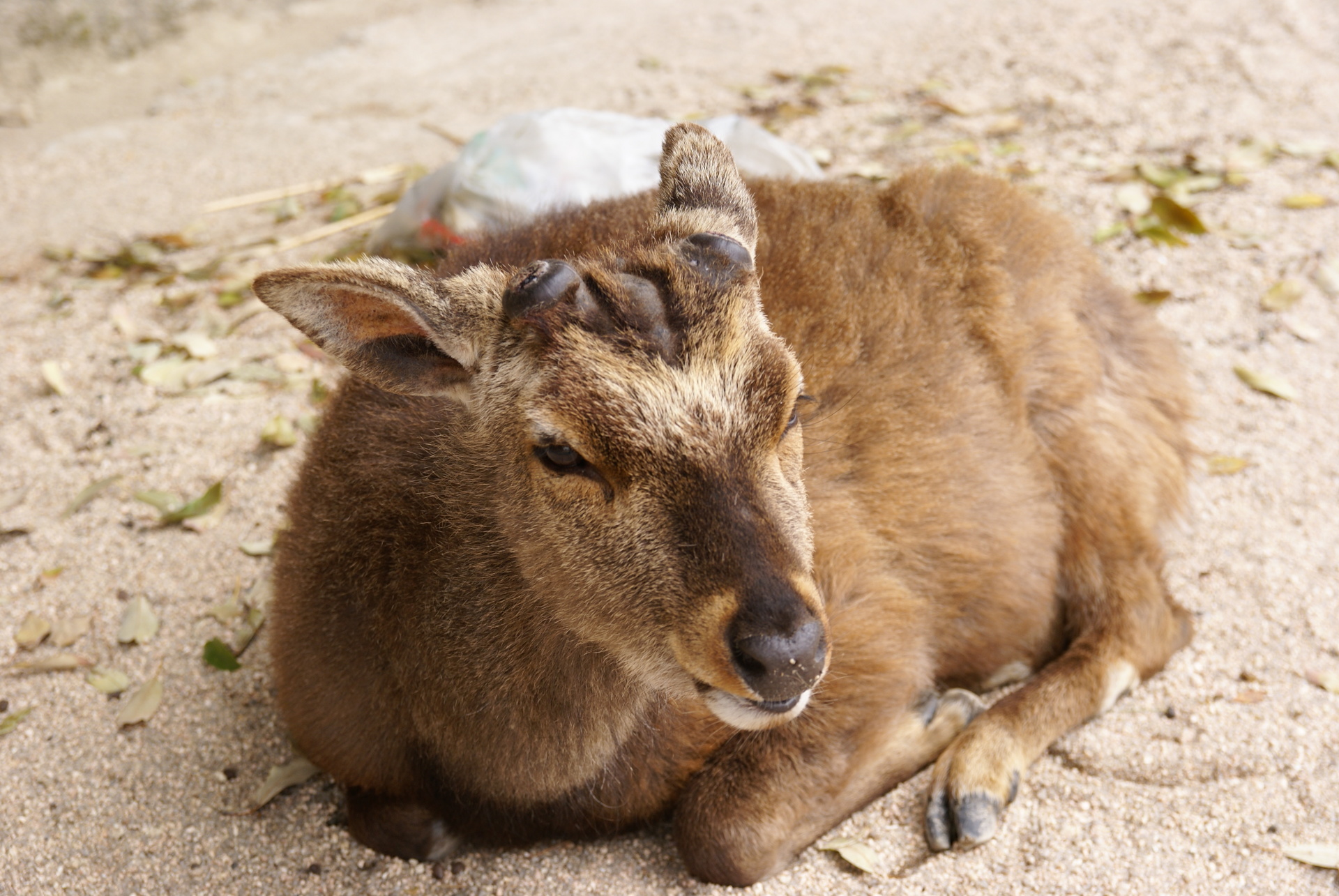日本の世界遺産