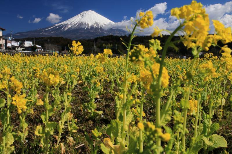 富士山画像記録