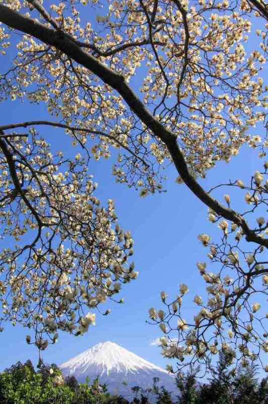 富士山画像記録