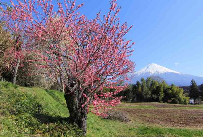富士山画像記録