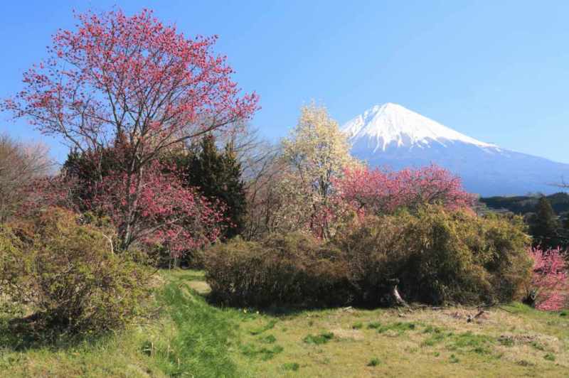 富士山画像記録