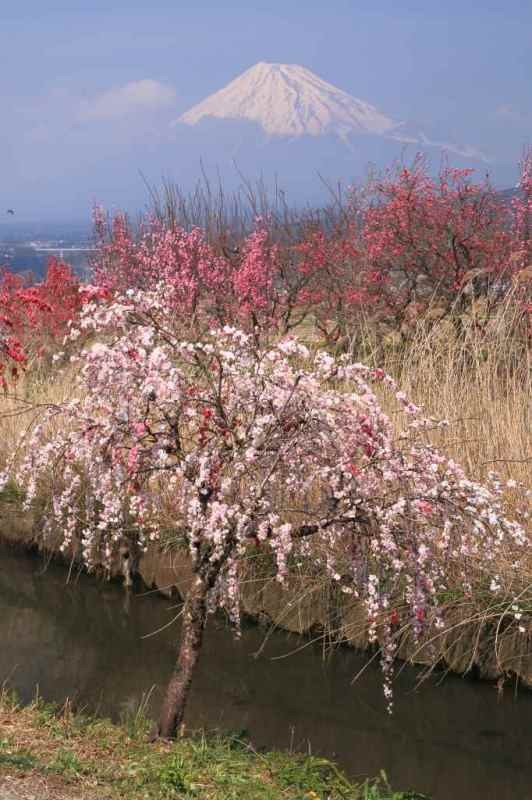 富士山画像記録