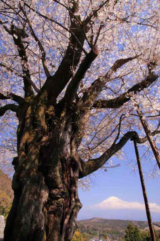 富士山画像記録