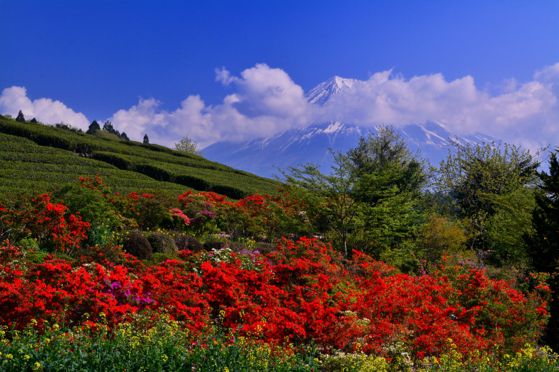 富士山画像作品