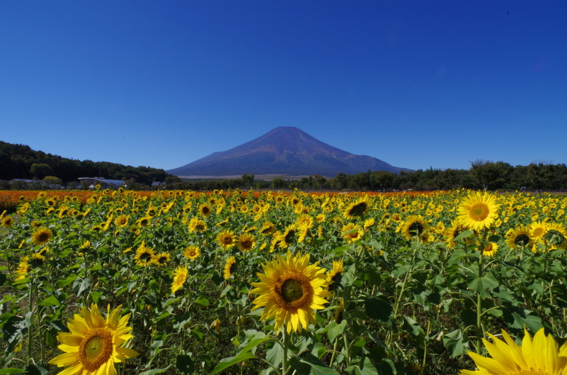 富士山画像記録