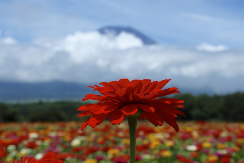 富士山周辺風景