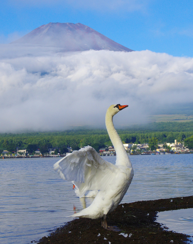 富士山画像作品
