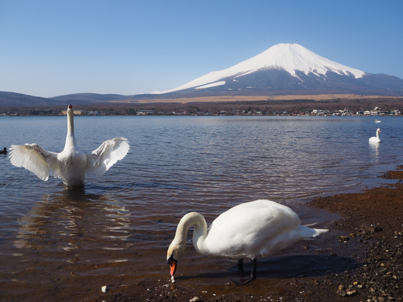 富士山画像作品