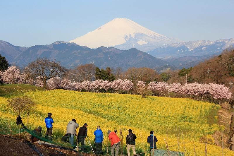 富士山画像作品