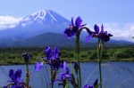 富士山画像作品