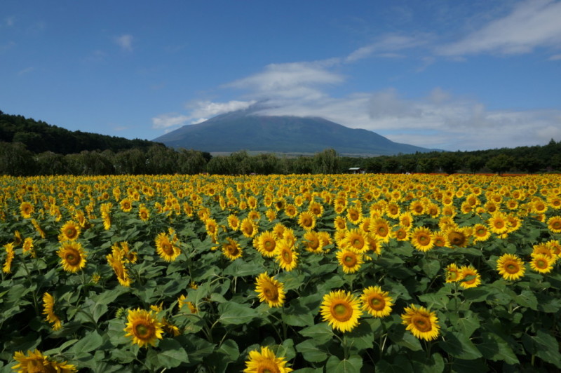 富士山画像記録