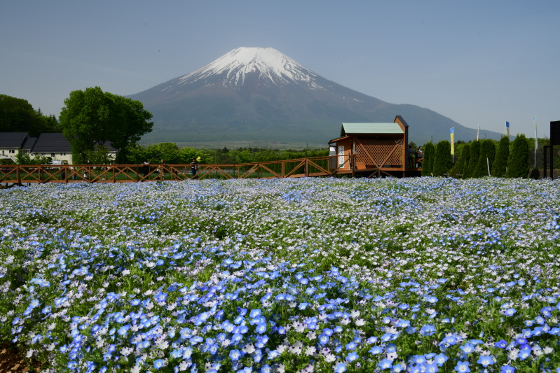 富士山画像作品
