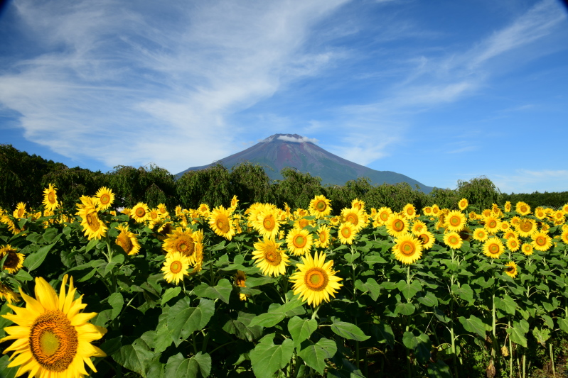 富士山周辺風景