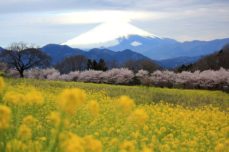 富士山画像記録