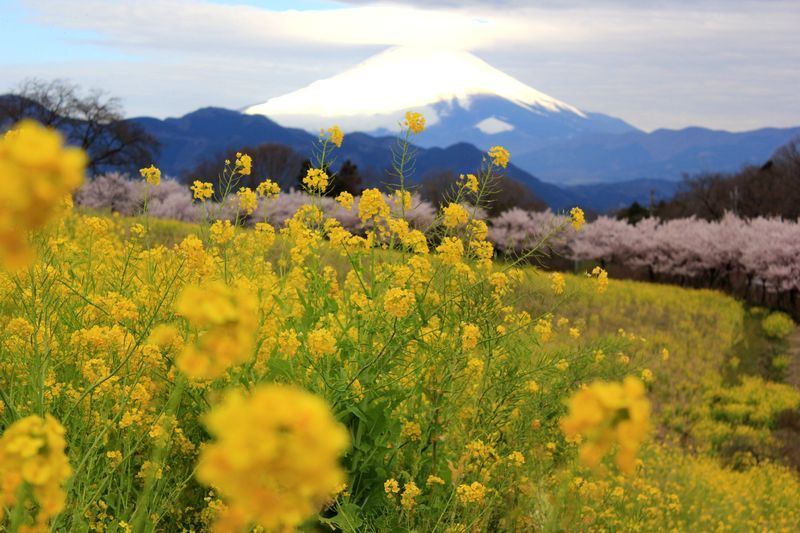 富士山画像記録