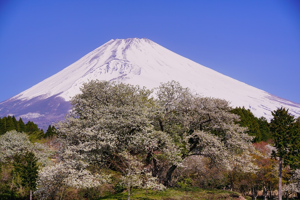 富士山画像作品