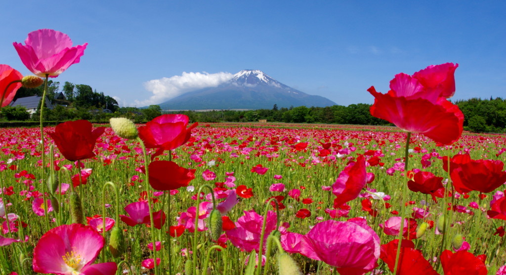 富士山画像記録